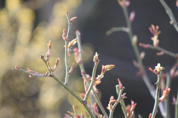 Knospen und Blüten im Frühjahr